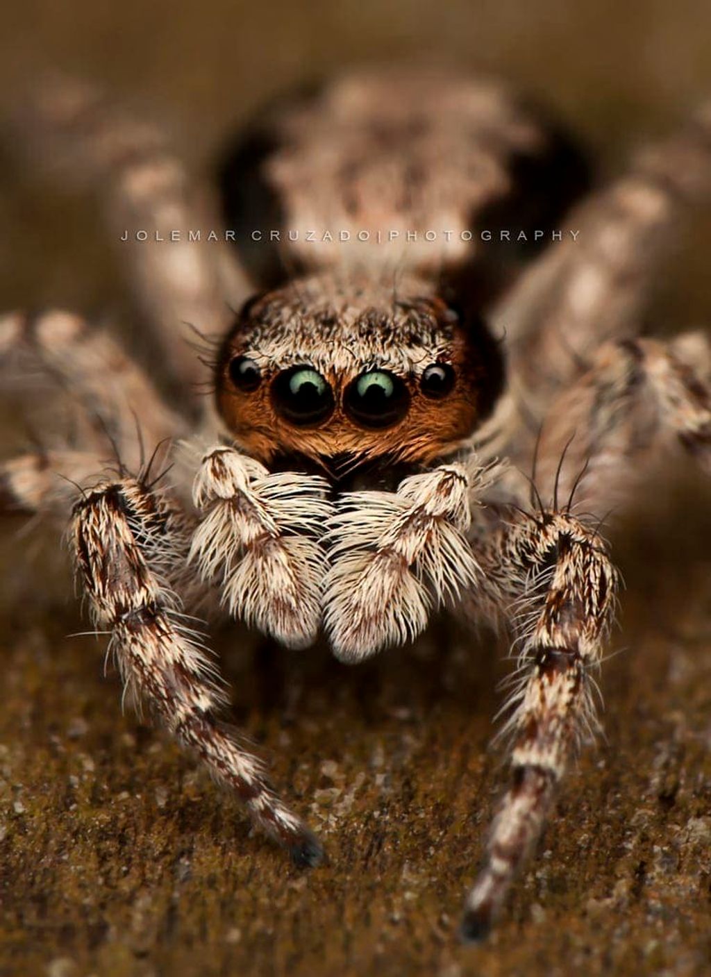 jumping spiders - Menemerus bivittatus and Plexippus paykulli