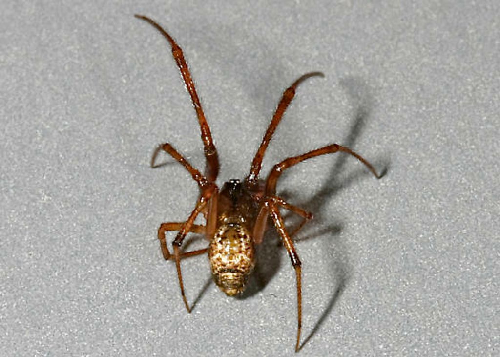 Common House Spider (Parasteatoda tepidariorum) Dimensions & Drawings