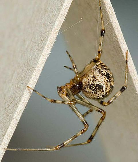 400px-P_tepidariorum_W_7-1185 (1).jpg