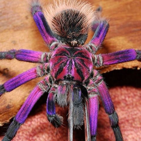 Pamphobeteus sp. platyomma (Brazilian pink bloom tarantula) – Scorpo Hunter