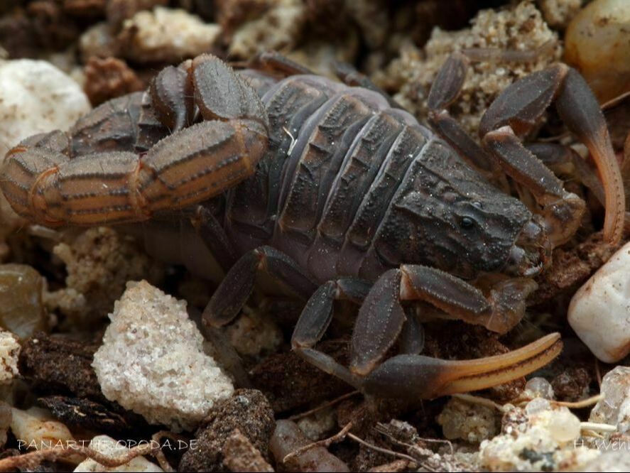 Hottentotta caboverdensis (Cape Verde alligator back scorpion