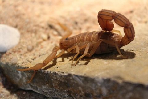 Hottentotta tamulus (Indian red scorpion) – Scorpo Hunter