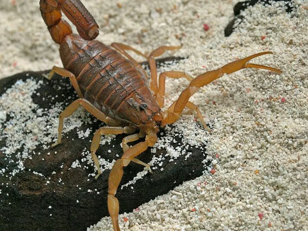 red scorpion animal