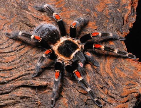 Brachypelma-auratum.jpg