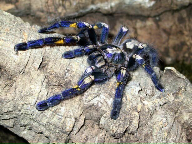 洋楽 Tarantula Poecilotheria metallica - Wikipedia