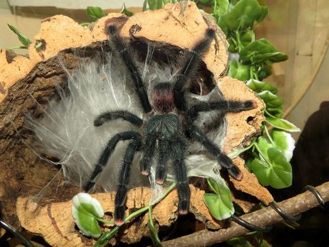 avicularia-avicularia-skyler-2016-02_2.jpg