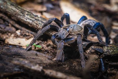 cobalt-blue-tarantula-1.jpg