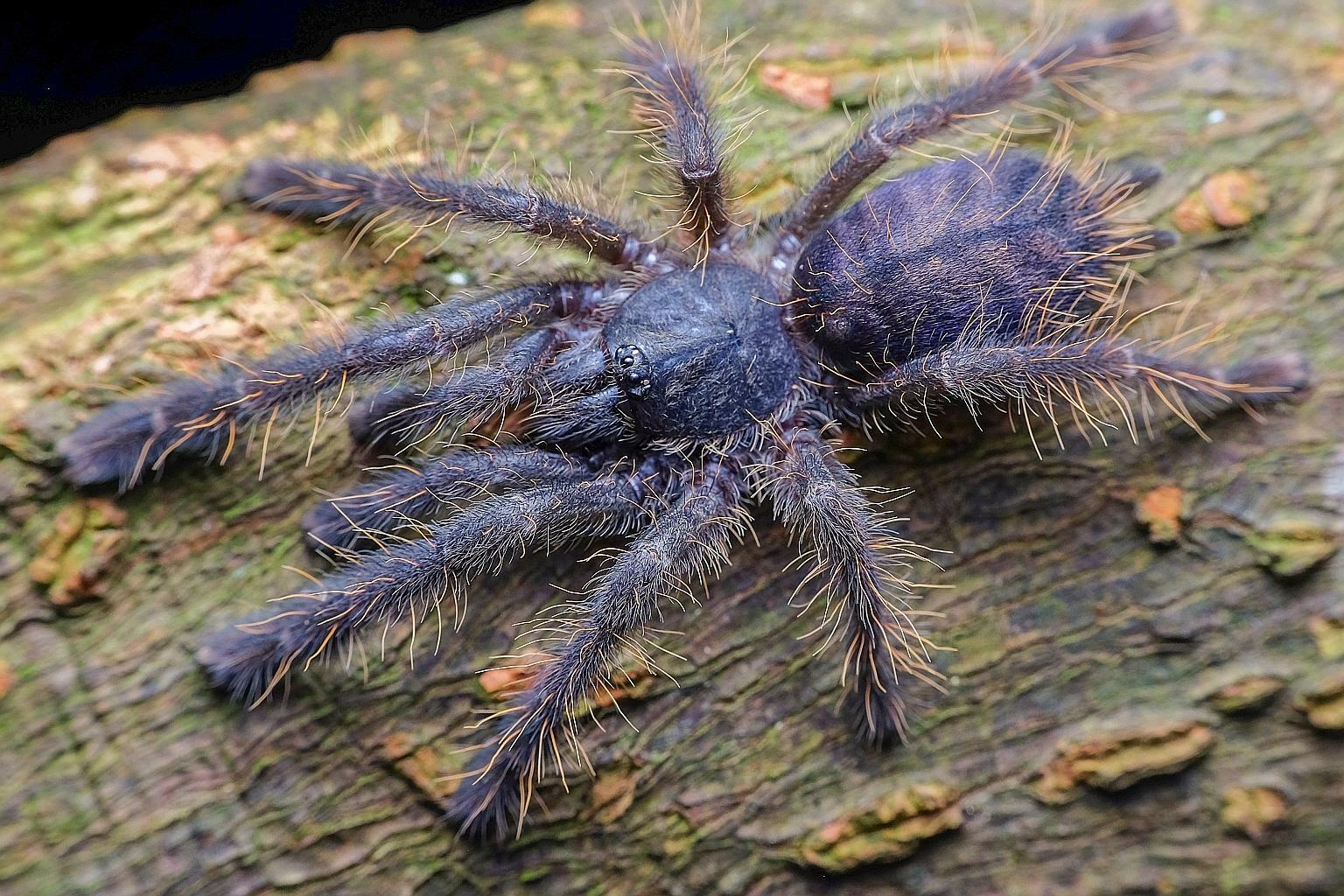 Omothymus violaceopes (Singapore blue tarantula) (ex. Lampropelma  violaceopes) – Scorpo Hunter