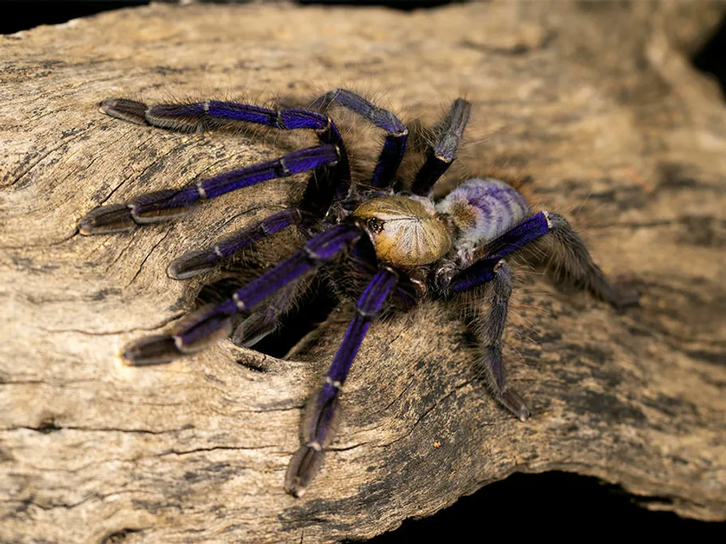 lampropelma violaceopes sling