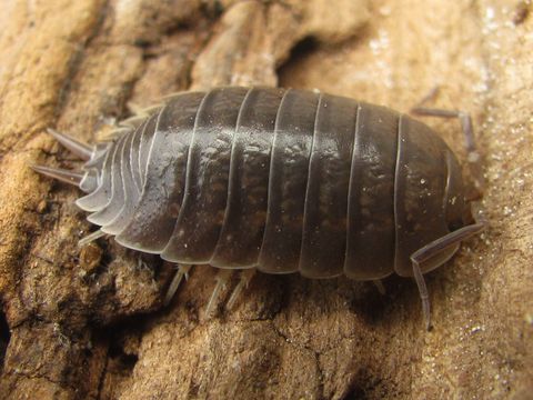 Porcellio_laevis_-_Bouxweerd20090527_897.jpg