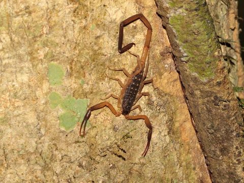 Lychas scutilus 03 - Khao Banthad WS (1).jpg