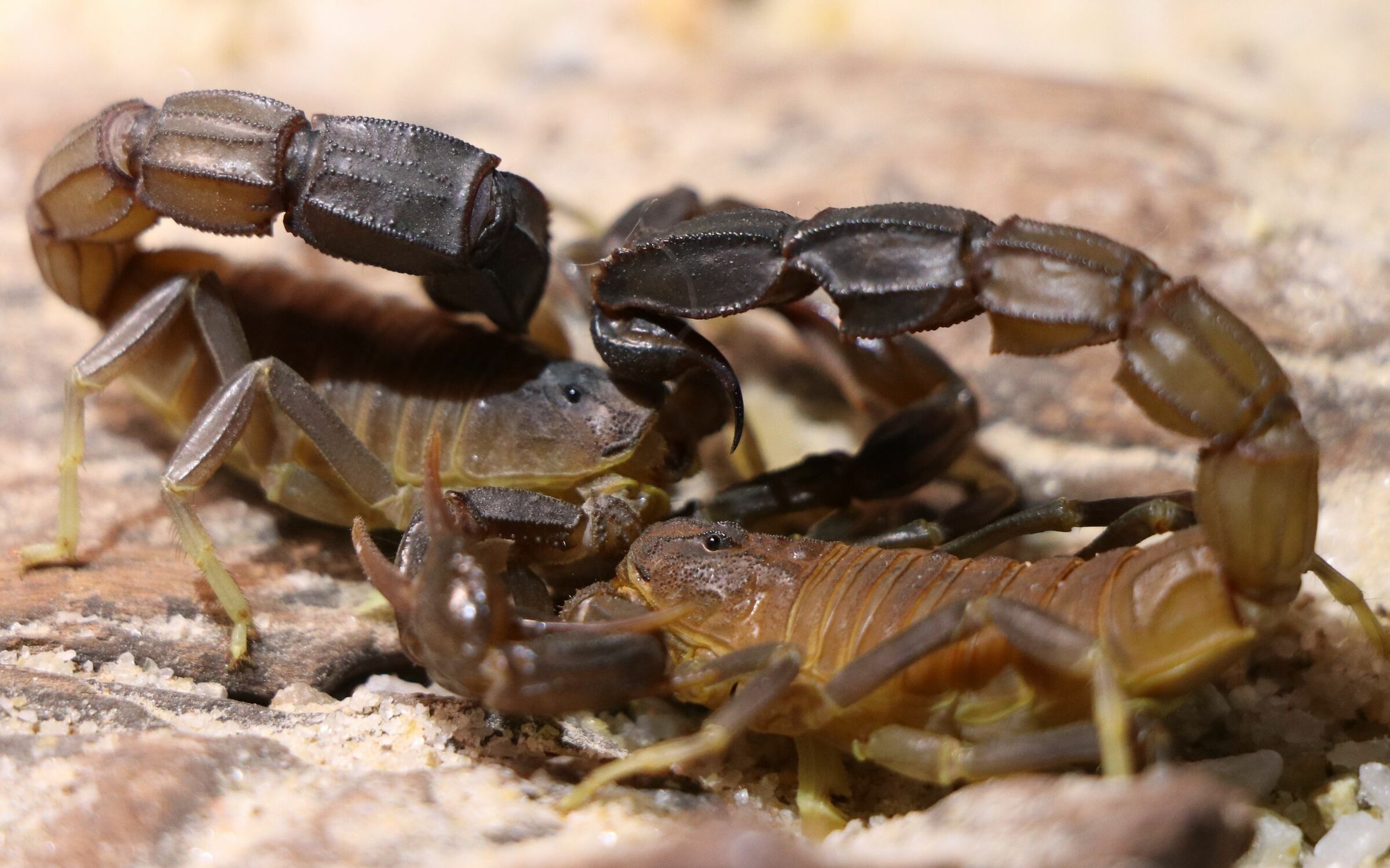 Scorpions – Scorpo Hunter