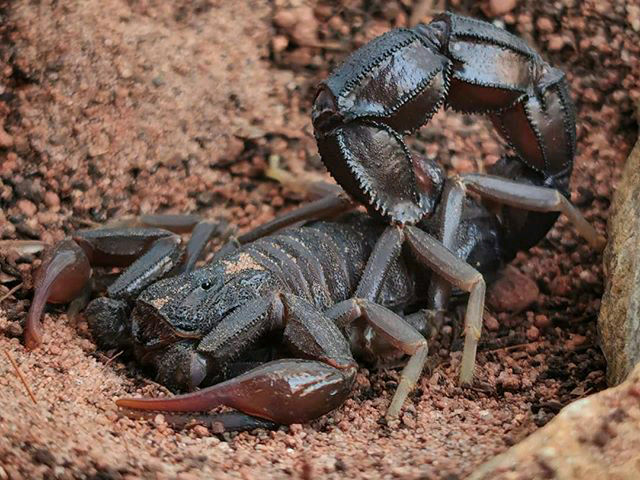 Scorpions – Scorpo Hunter
