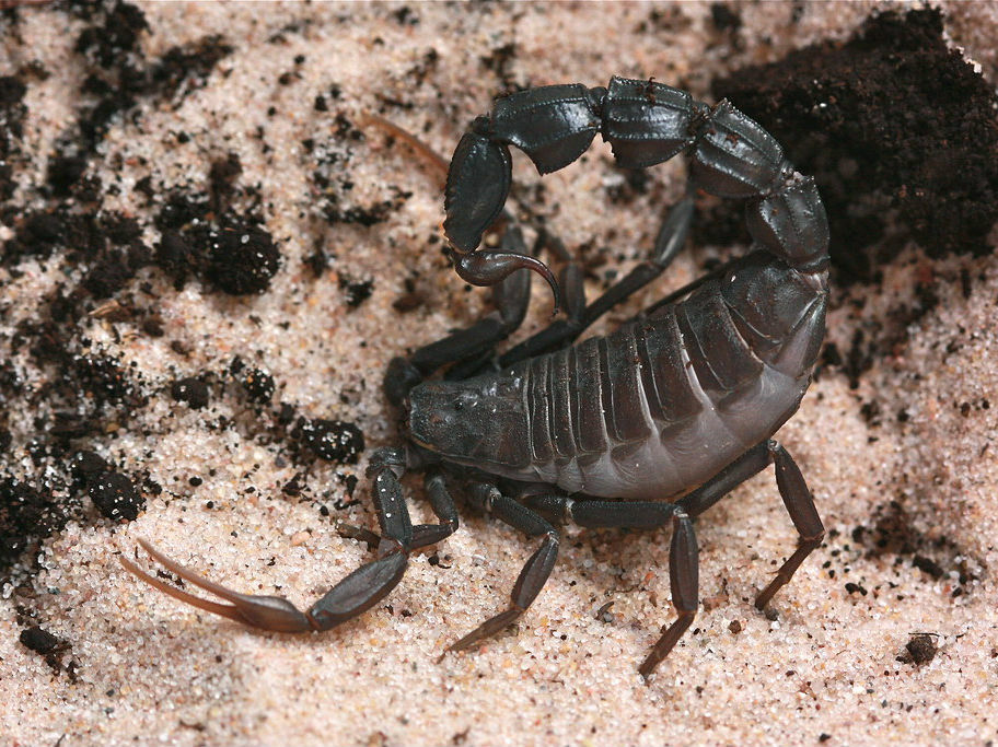 Androctonus bicolor (Black fat-tailed scorpion) – Scorpo Hunter