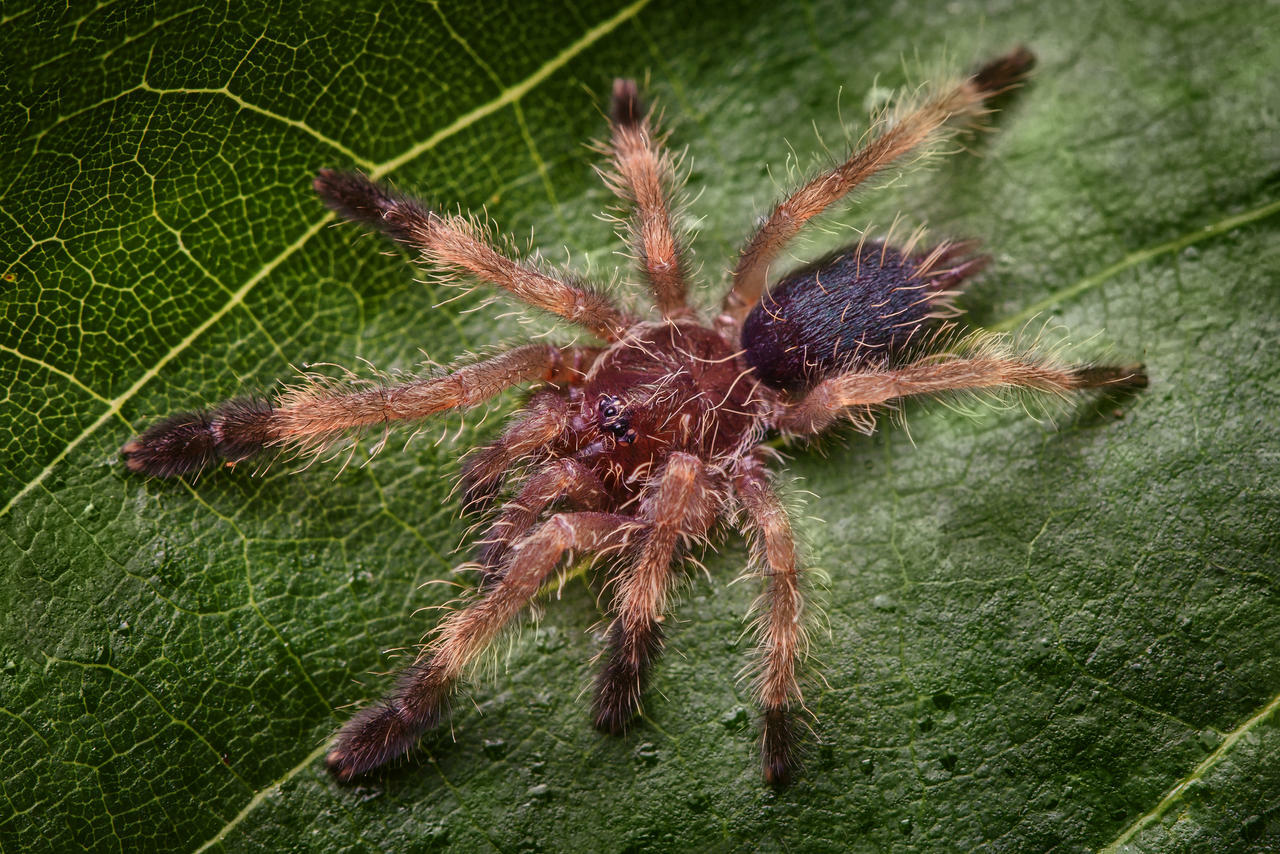 Psalmopoeus reduncus (Costa Rican chevron tarantula) (ex