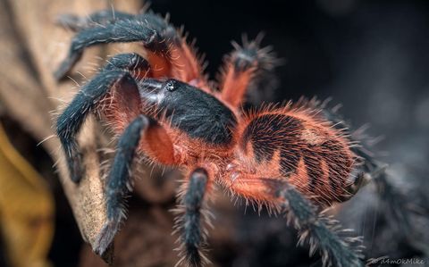 
  Theraphosinae sp. Panama (Panama lava tarantula) – Scorpo Hunter
  