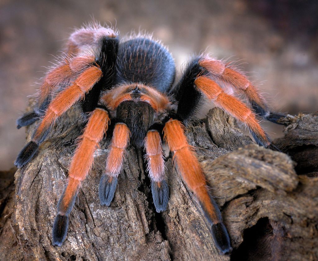 MDKern-UKR-Aphonopelma-bicoloratum-Mexican-Bloodleg-Tarantula-51.jpg