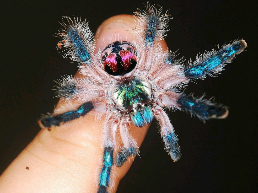 Typhochlaena seladonia (Brazilian jewel tarantula) – Scorpo Hunter