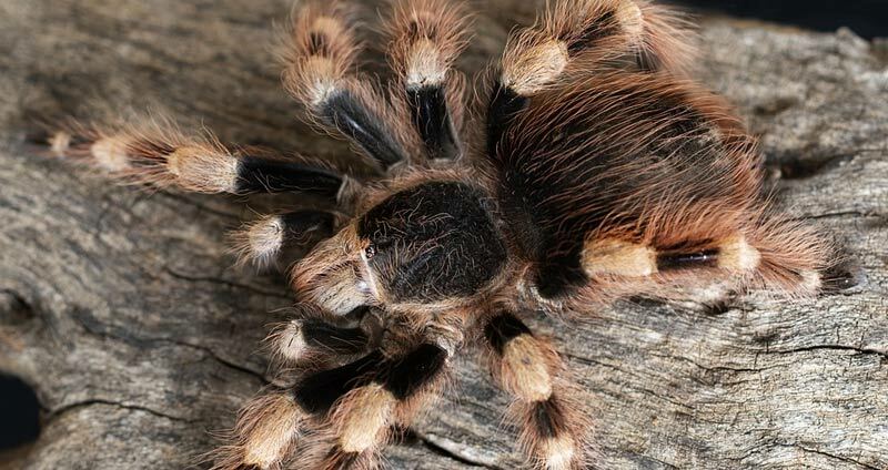 Nhandu coloratovillosus (Brazilian black and white tarantula) (ex