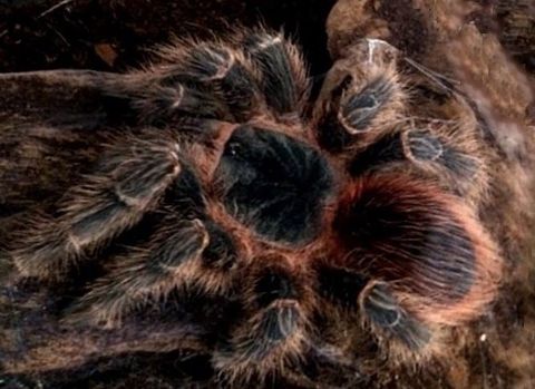 Lasiodora klugi tarantula.jpg