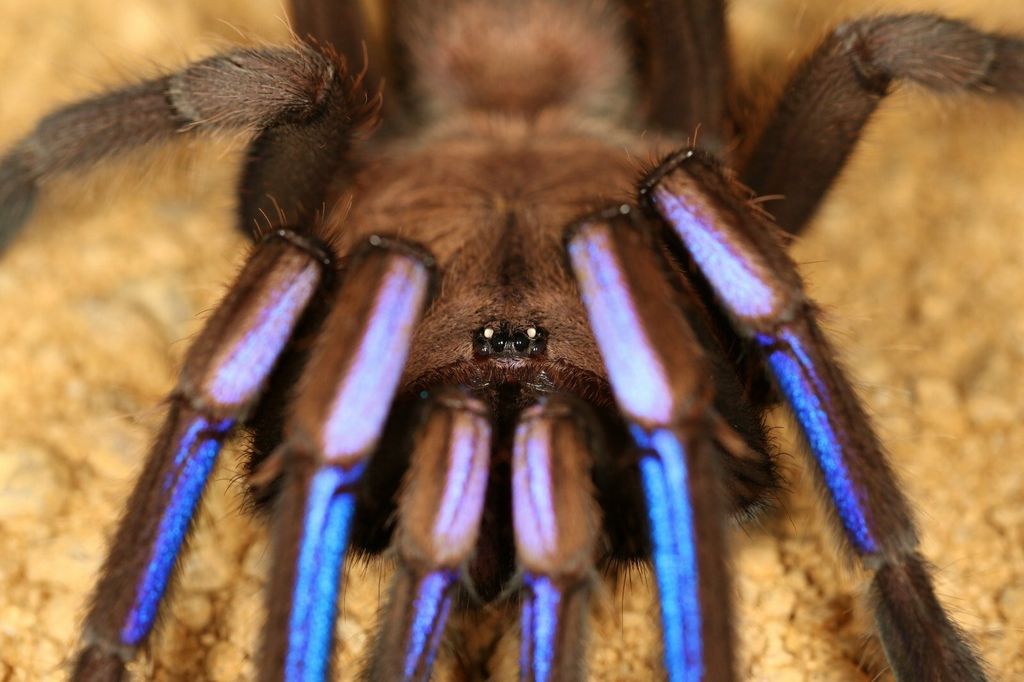 Chilobrachys-sp.-electric-blue-1.jpg