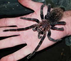 洋楽 Tarantula The Orange Baboon Tarantula isn't known for their sympathetic ear
