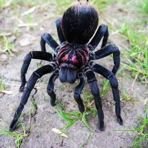 colombian_lesserblack_tarantula_xenesthis_immanis_bright_2.jpg