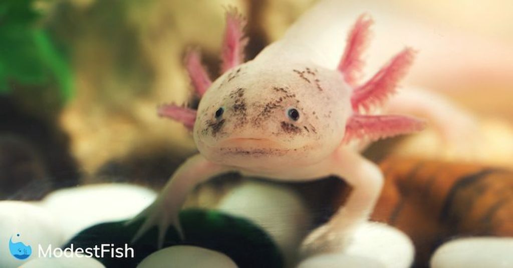 axolotl-care-guide-featured.jpg