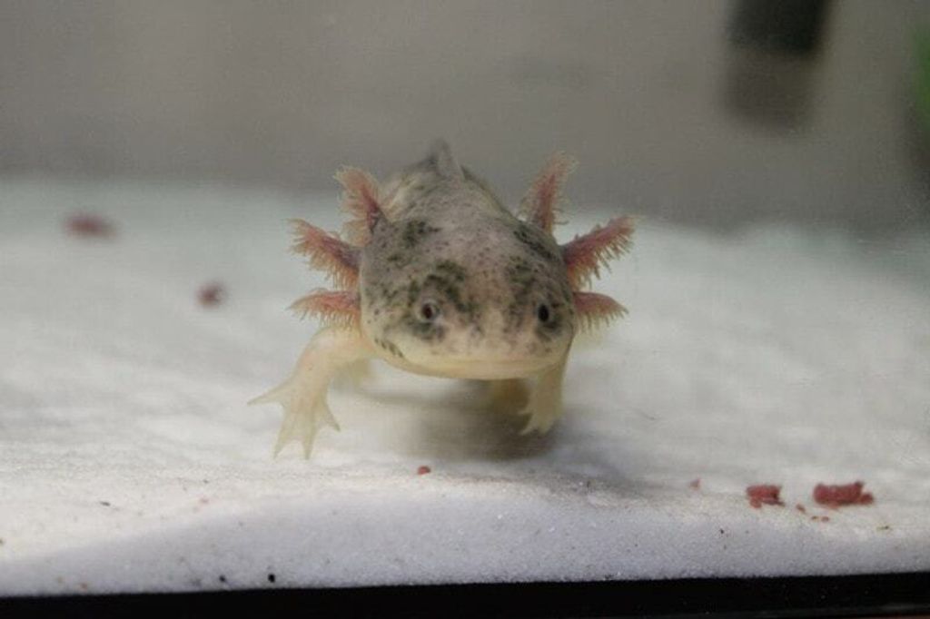Piebald-Axolotl.jpg