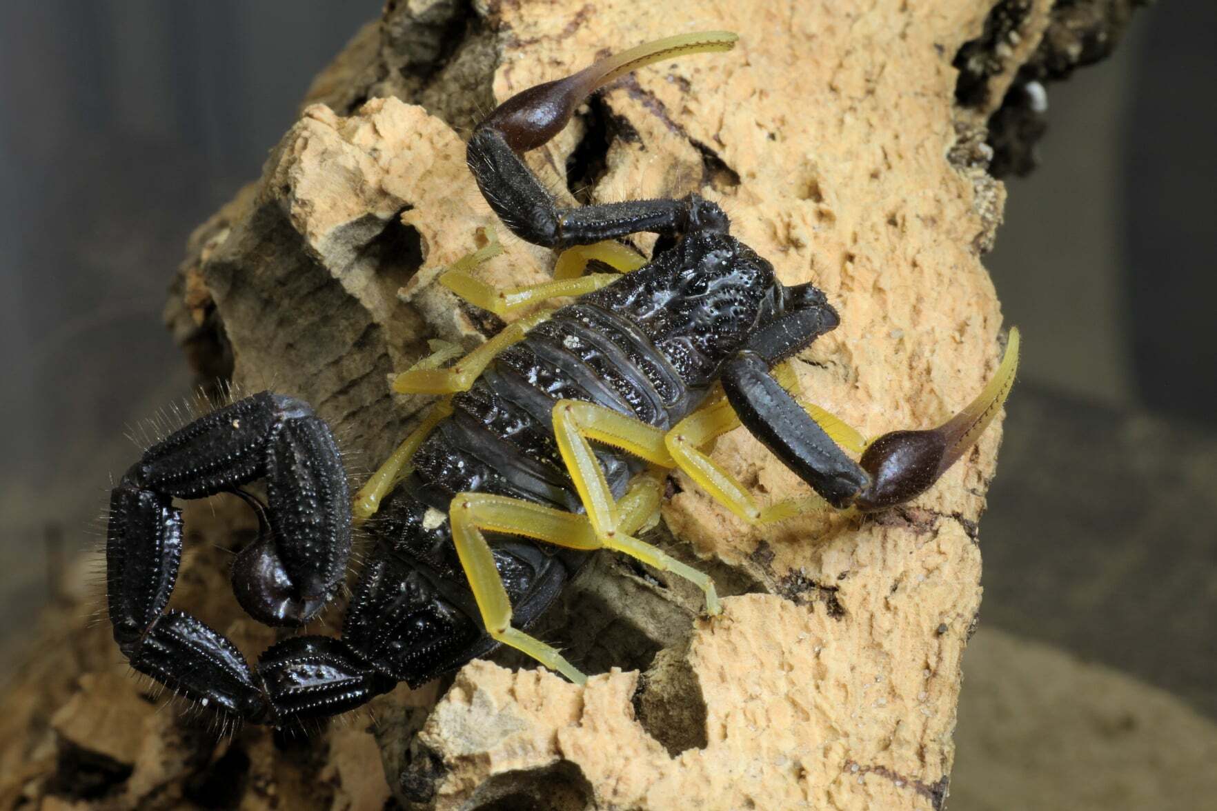 Hottentotta franzwerneri (Yellow-legged alligator back scorpion