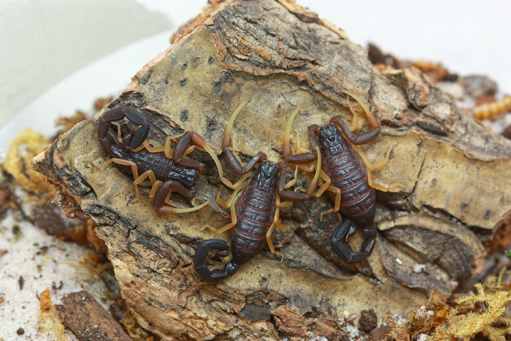 Hottentotta franzwerneri (Yellow-legged alligator back scorpion
