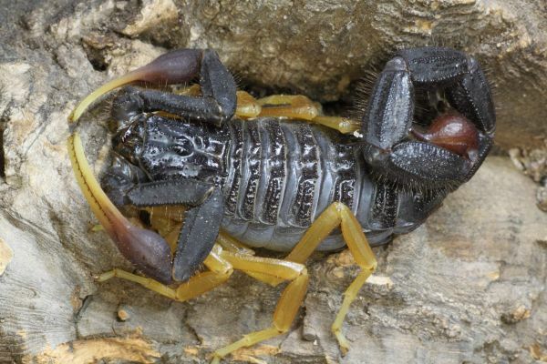 Hottentotta franzwerneri (Yellow-legged alligator back scorpion