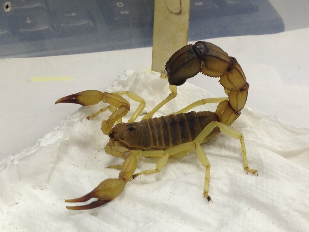 Androctonus australis (Yellow fat tailed scorpion) – Scorpo Hunter