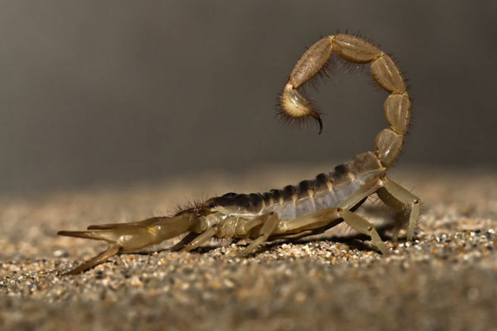 giant-desert-hairy-scorpion-hadrurus-arizonensis-18300067.jpg