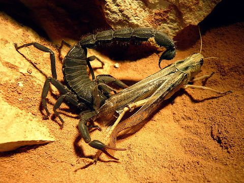 Parabuthus Villosus 'black' (black Hairy Thick-tailed Scorpion 