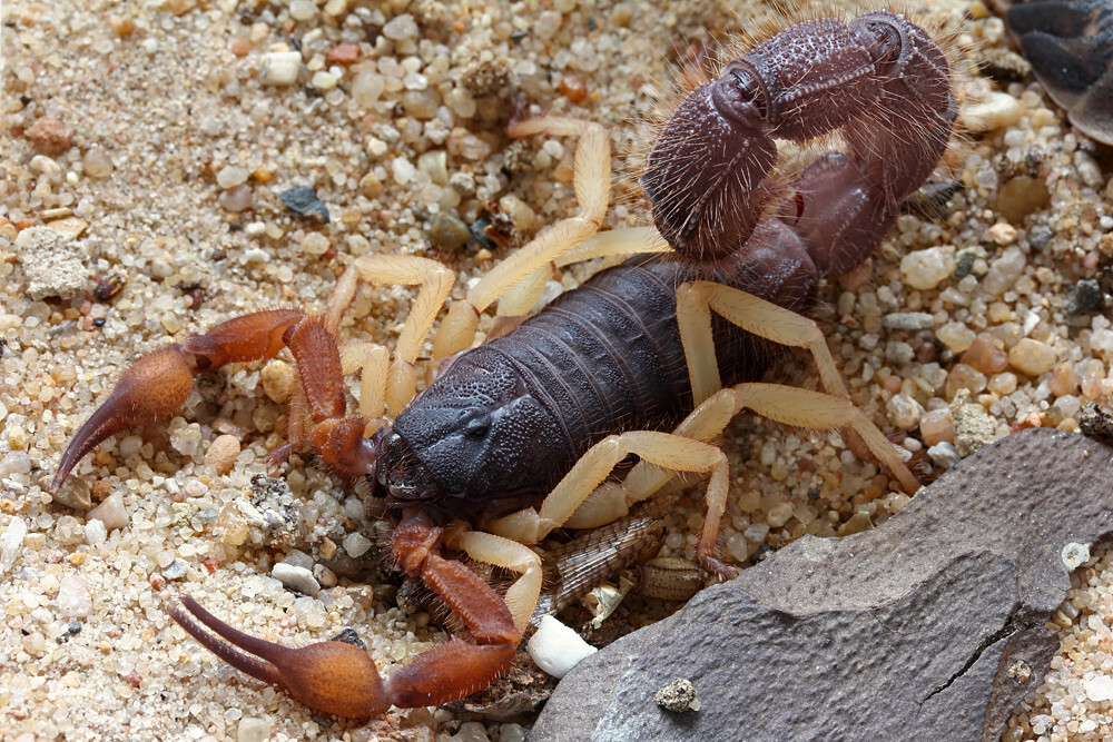 Parabuthus villosus 'Typical' (Typical hairy thick-tailed scorpion