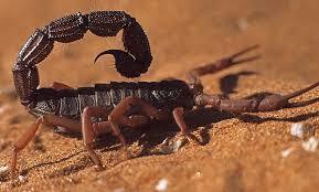 Parabuthus villosus 'Orange' (Orange hairy thick-tailed scorpion