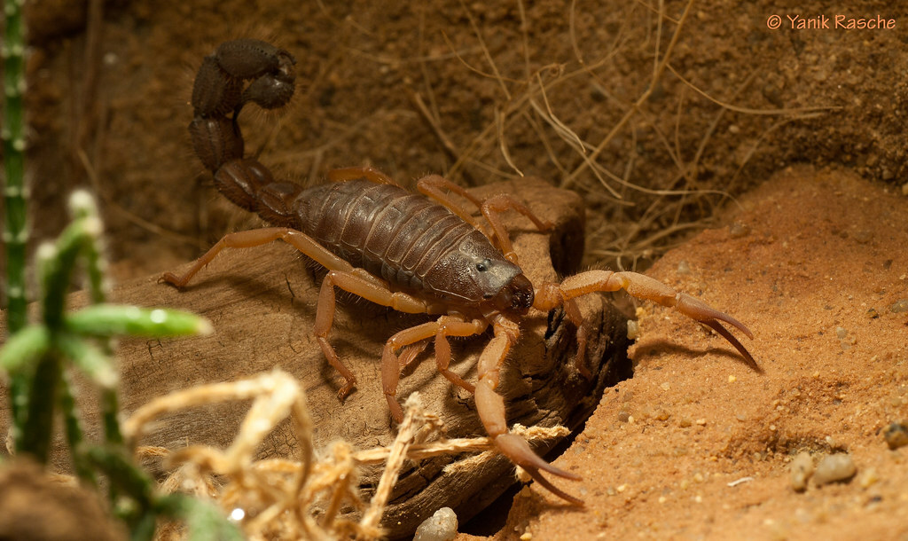 Parabuthus villosus 'Orange' (Orange hairy thick-tailed scorpion