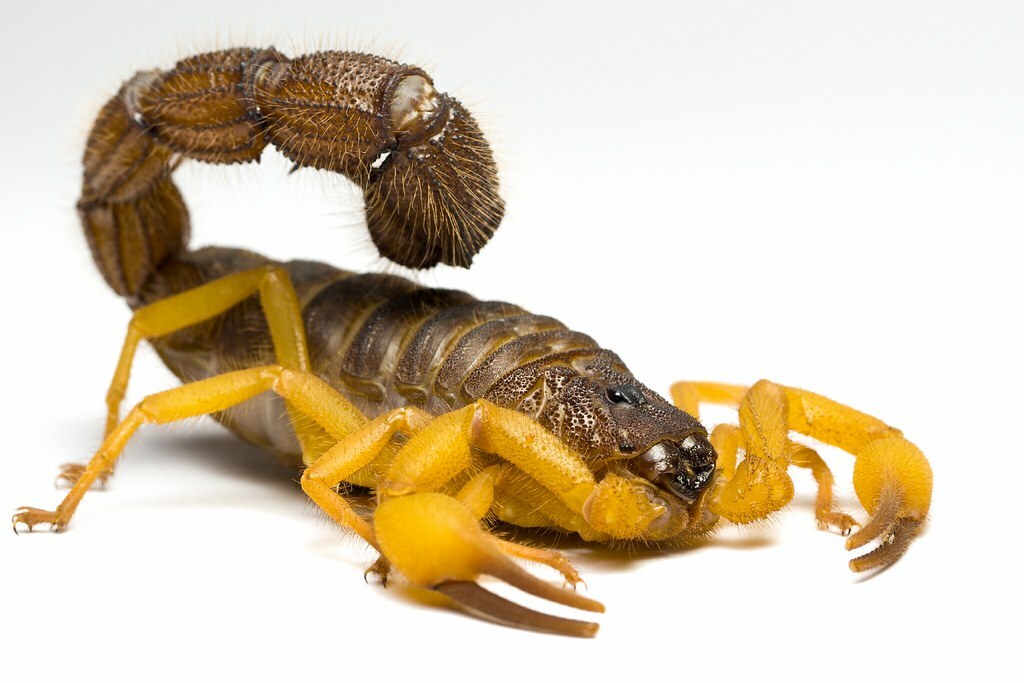 Parabuthus villosus 'Orange' (Orange hairy thick-tailed scorpion