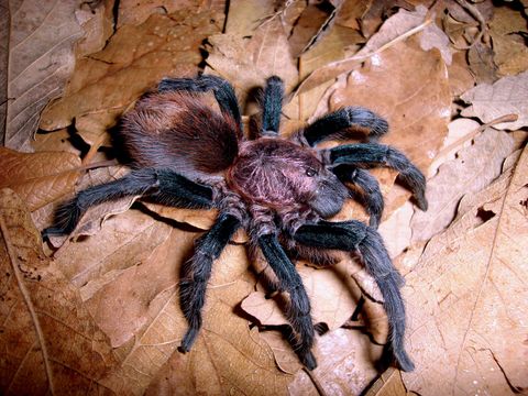 Bonnetina papalutlensisFemale_51039293735cc572726792ed8d8ed160.jpg