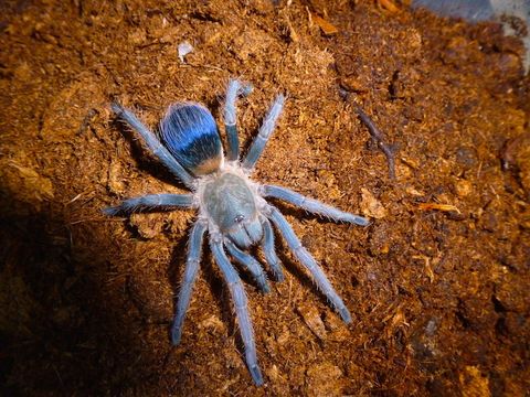 Pseudhapalopus_sp_blue.jfif