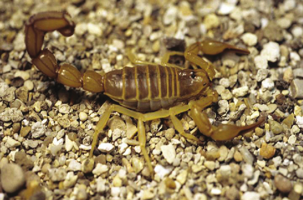 Androctonus-amoreuxi-classically-described-as-a-non-dangerous-scorpion-species-In-the.png