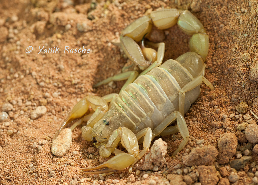 Scorpions – Scorpo Hunter