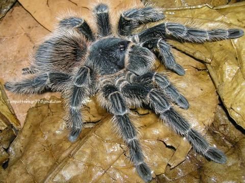 lasiodora_difficilis_480x480.jpg