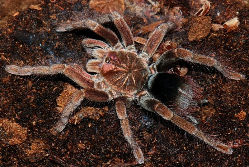 Pamphobeteus fortis (Colombian giant copperhead tarantula