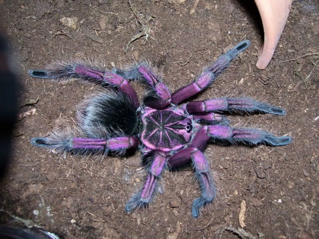 ecuadorian purple tarantula