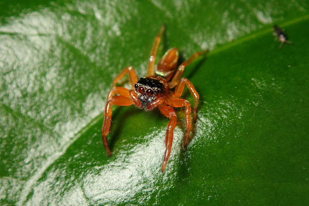 Siler semiglaucus (Metallic jumping spider) (Jade jumping spider