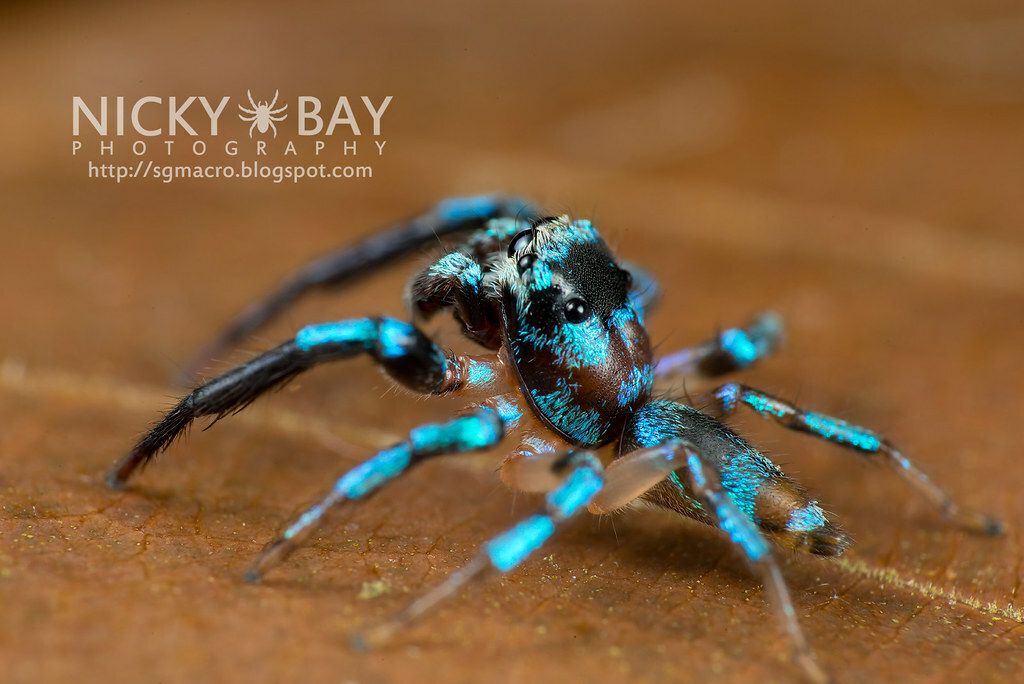 Made-to-order Sling/juvenile Jumping Spider Enclosure, Jumping