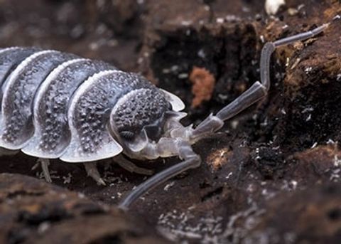 porcellio hoffmanseggi giant isopods.jpg