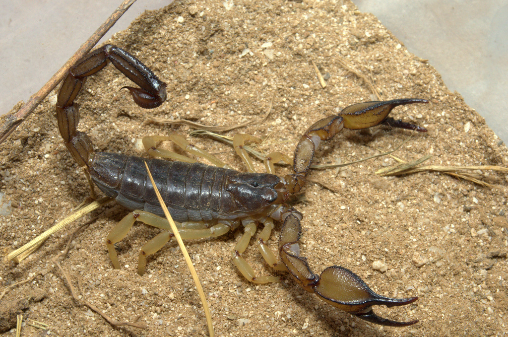 Scorpions – Scorpo Hunter